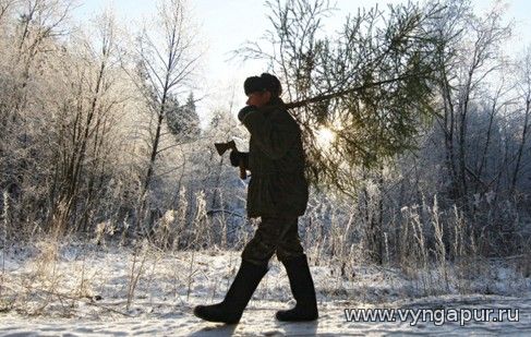 Контроль праздничной вырубки елок в Ноябрьске