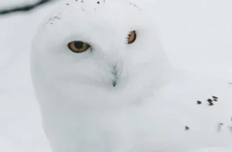 птицы ямала