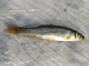 Гольян - рыбка которую можно поямать в водоемах янао