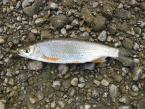 мохтик, сибирский елец - какие рыбы водятся на ямале