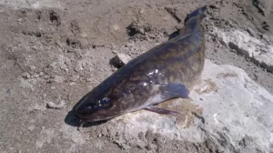 налим - ночной охотник ямальских рек