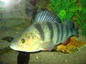 Окунь - рыбы в реках и озерах севера