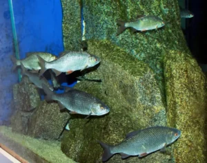 плотва - рыба в водоемах ноябрьска на ямале