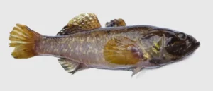 Ротан - рыба-сорняк таежных водоемов ЯНАО