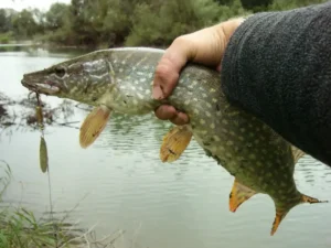 щука - рыбы в водоемах янао