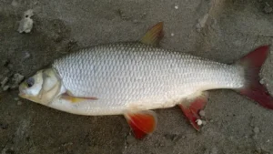 язь - рыбы ямала