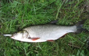 Жерех - ловится в водоемах на севере Тюменской области